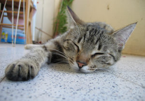 cat-sleeping-on-floor