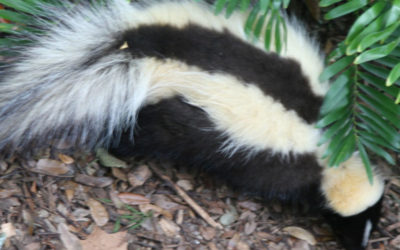 The Skunk Was a  Louse: Part 1