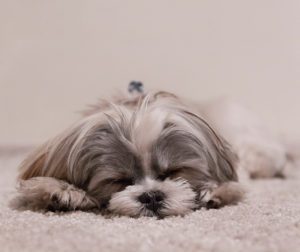 dog-on-carpet