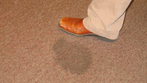 pet stain of carpet